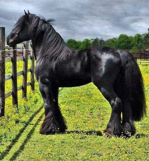 angel-kiyoss: “ Stunning! ” Ahal Teke, Regnul Animal, Clydesdale Horses, Big Horses, Black Horses, Most Beautiful Horses, Friesian Horse, Majestic Horse, Horse Crazy