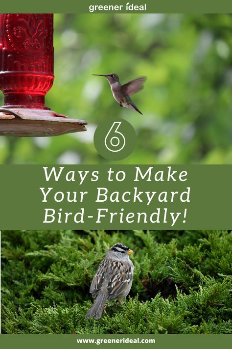 Backyard Bird Habitat Ideas, Bird Oasis Backyard, Bird Friendly Backyard, Bird Area In Backyard, Backyard Habitat, Animal Activities For Kids, Nature Hike, Nature Environment, Green Ideas