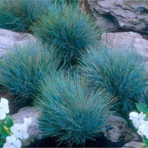 Fescue Grass Seed, Ornamental Grass Landscape, Festuca Glauca, Fescue Grass, Blue Fescue, Ornamental Grass, Blue Plants, Grasses Landscaping, Low Maintenance Landscaping