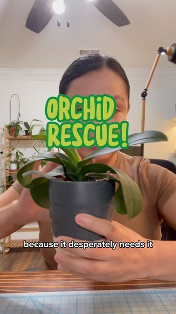 Orchid Rescue, Orchid Repotting, Orchids Phalaenopsis, Orchid Terrarium, Repotting Orchids, Orchid Plant Care, Redecorating Ideas, Orchid Plant, Plant Ideas