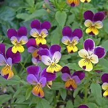 Johnny Jump Up Flowers, Viola Tricolor, Moringa Seeds, Johnny Jump Up, Viola Flower, Rare Seeds, 12 December, Garden Store, Meadow Flowers