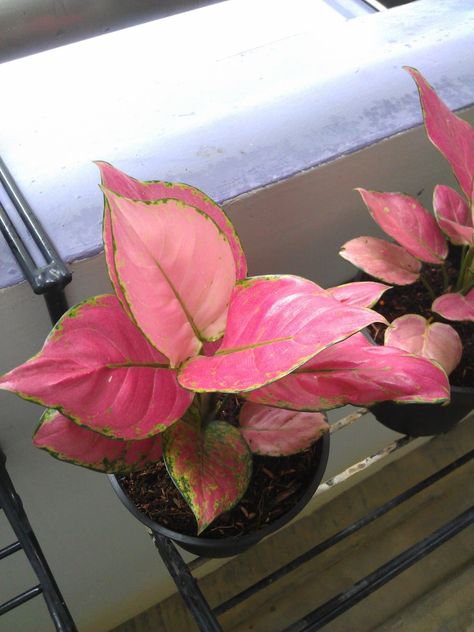 Pink Aglaonema, Dorm Plants, Aglaonema Pink, Pink Dalmatian, Pink Plants, Plant Fungus, Chinese Evergreen, Growing Plants Indoors, Pink Plant