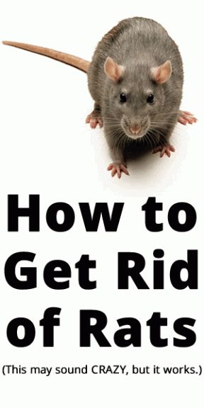 Get rid of rat problems Rat Image, Diy Mice Repellent, Killing Rats, Get Rid Of Rats, Rat Repellent, Getting Rid Of Rats, Rat Control, Get Rid Of Spiders, Rat Poison