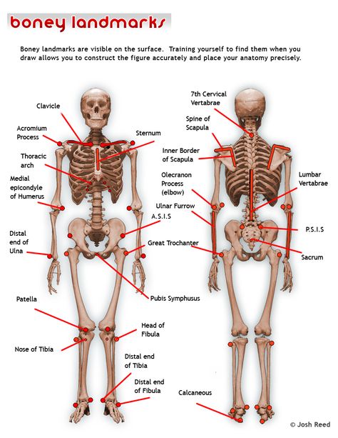 Drawsh: Boney Landmarks Proportion Reference, Anatomy Construction, Bony Landmarks, Human Skeleton Anatomy, Anatomy Bones, Basic Anatomy And Physiology, Drawing Examples, Human Skeleton, Human Body Systems