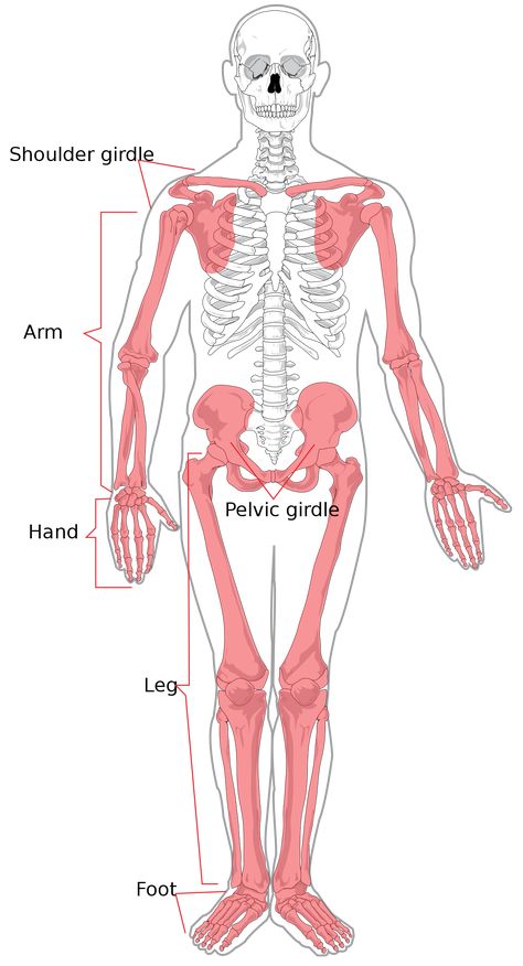 Appendicular skeleton - Wikipedia Medical Vocabulary, Appendicular Skeleton, Scapula Bone, Thoracic Cage, Radius And Ulna, Axial Skeleton, Human Skeletal System, Thoracic Vertebrae, Pelvic Girdle