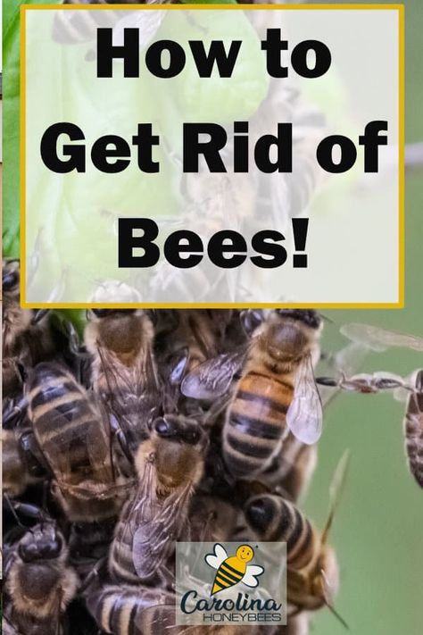 How To Get Rid Of Bees Outside House, Bumble Bee Nest, Bee Spray, Getting Rid Of Bees, Ground Bees, Honey Bee Facts, Honey Bees Keeping, Social Structure, Types Of Bees