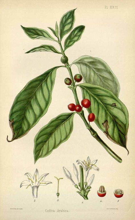 47040 Coffea arabica L. / Hamilton, E., Flora homoeopathica, vol. 1: t. 23 (1852) [H. Sowerby] Coffee Recepies, Bar Deco, Coffea Arabica, Botanical Drawing, Coffee Tree, Coffee Drawing, Coffee Wallpaper, Coffee Painting, Coffee Plant