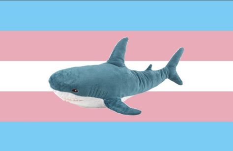 Trans Flag, Flag, Pink, Blue, White