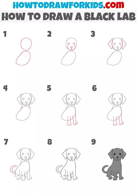 Step By Step Drawing Of A Dog, Black Lab Drawing Easy, How To Draw A Labrador Step By Step, Black Lab Drawing, Drawing Items, Comic Poses, Art Steps, Dog Drawing Tutorial, Dog Drawing Simple