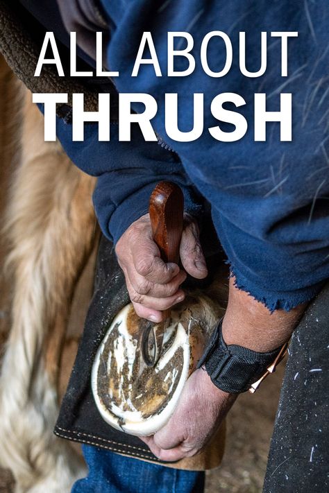 Female farrier works on horses hoof with a loop style hoof knife. Text at top of image reads "All About Thrush". Horse Education, Horse Hoof, Hoof Care, Horse Farms, Horse Care, On The Farm, Thoroughbred, Early Spring, What You Can Do