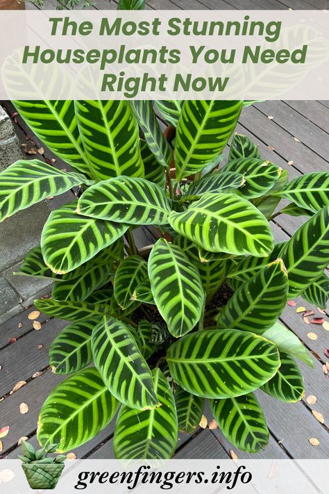 Discover why these stunning houseplants are causing such a stir! From the dramatic Alocasia to the elegant Monstera, learn expert care tips for today's most coveted plants. Plus, get the inside scoop on which varieties are worth the hype! #PlantParent #Houseplants Sansivera House Plants, Rare Plants Houseplant, Ctenanthe Lubbersiana, Unique House Plants, Rare House Plants, Exotic House Plants, Aquaponic Gardening, Household Plants, House Plant Pots