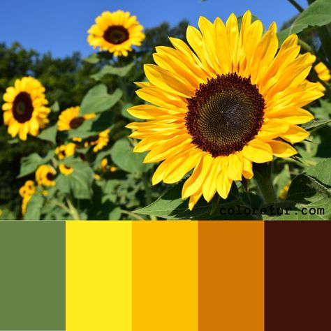 Sunflower -   A bright sunflower makes a vibrant color palette.  - Download the swatches now! Sunflower Yellow Color Palette, Sunflower Color Scheme, Sunflower Colour Palette, Color Palette Sunflower, Sunflower Pallet, Sunflower Color Palette, Sunflower Palette, Sunflower Yellow Color, Picture Color Schemes