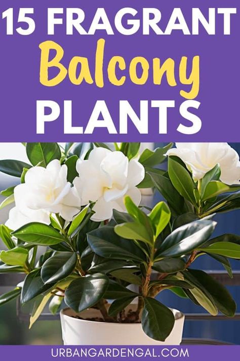 Indoor Plants Bedroom, Balcony Flower Box, Beautiful Balcony, Indoor Flowering Plants, Smelling Flowers, Jasmine Plant, Balcony Flowers, Fragrant Garden, Plant Care Houseplant