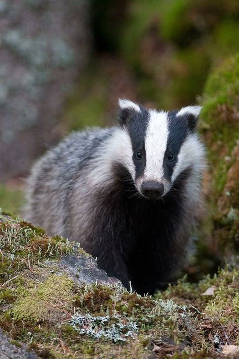 English Badger, Badger Aesthetic, Mustelidae Family, Enchanted Animals, American Badger, European Badger, Badger Art, Critters 3, Peaceful Heart