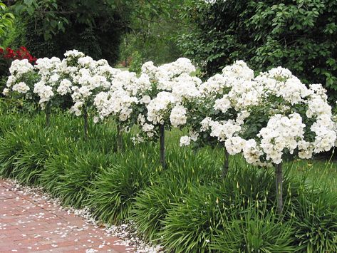 flowering carpet rose in white Standard Roses, Flower Carpet, Ground Cover Roses, Monrovia Plants, Patio Trees, Plant Catalogs, Growing Roses, Blooming Rose, White Gardens