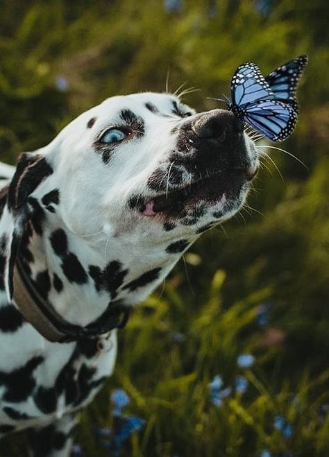 Dalmation Aesthetic, Dalmatian Aesthetic, Canine Reference, Dog Foto, Spotty Dog, Golden Doodles, Fluffy Cows, Domestic Animals, Dalmatian Dog