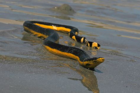 The Yellow Sea Snake (Pelamis Platura) Fast Growing Vines, Sea Snake, Countryside Cottage, Yellow Sea, Vacation Home Rentals, Beaches In The World, Reptiles And Amphibians, English Countryside, Little Pigs