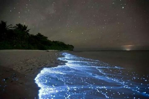 Night time at the beach; thanks to the phosphorus in the water. Vaadhoo Island, جزر المالديف, Bioluminescent Bay, Sea Of Stars, Stars In The Sky, Charcoal Drawings, Bhutan, The Night Sky, Natural Phenomena