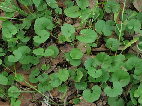 Montrose Houston, Urban Foraging, Texas Plants, Wild Lettuce, Wild Foraging, Foraging Recipes, Bitter Greens, Tropical Food, Edible Wild Plants