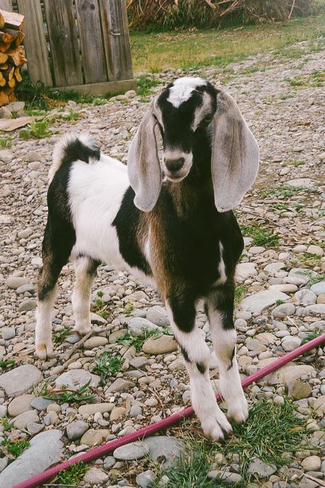 Nubian dairy goats Animals Wallpaper Aesthetic, Cute Animals Wallpaper, Anglo Nubian Goats, Nubian Goat, Billy Goats Gruff, Goat Care, Goat Kidding, Boer Goats, Pygmy Goat