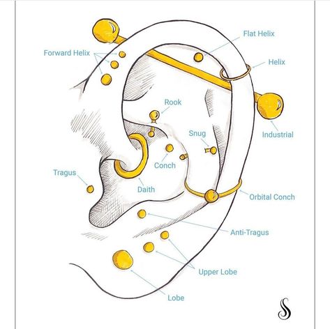 Ear Piercing Names Chart, Earings Piercings Names, Ear Piercing Ideas Chart, Ear Piercing Diagram, Ear Piercing Inspiration, Ear Piercings Placement Chart, Piercing Names, Ear Diagram, Piercing Ideas For Women