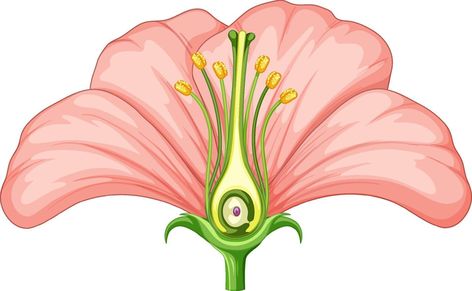 Diagram showing parts of flower Parts Of Flower Diagram, Parts Of Flower Project, Diagram Of A Flower, Parts Of Flower, Flower Diagram, Field Work, Flower Vector, Project Work, Science Projects For Kids