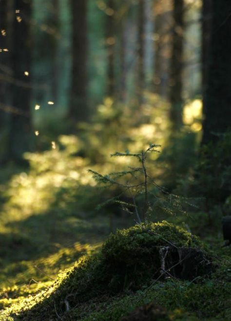 Spring Forest by surunuotta on 500px #outdoorwood Druid Aesthetic Dnd, Dark Naturalism Aesthetic, Druid Aesthetic, Fae Aesthetic, Spring Forest, Deep Forest, Nature Plants, Outdoor Wood, Into The Woods