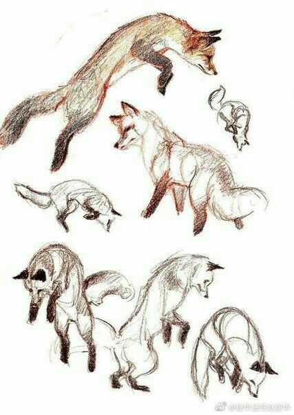 Fox Anatomy, Fox Drawing, Drawing Eyes, Animal Study, Drawing Faces, Arte Sketchbook, Fox Art, Animal Sketches, Art And Illustration