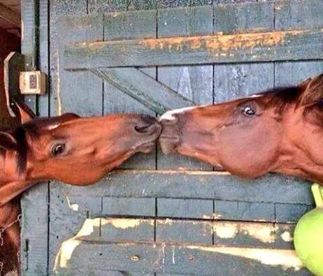 Funny Horses, Majestic Horse, All The Pretty Horses, Horse Crazy, Cute Horses, A Barn, Pretty Horses, Horse Photography, Horse Pictures