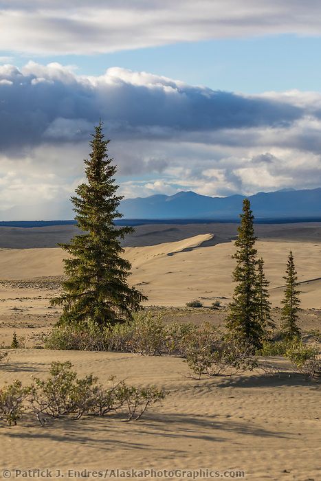 The sand dunes in the Kobuk Valley National Park, Arctic, Alaska. Kobuk Valley National Park, American National Parks, Hiking National Parks, Arctic Circle, Sand Dunes, The Sand, Granola, Alaska, National Park