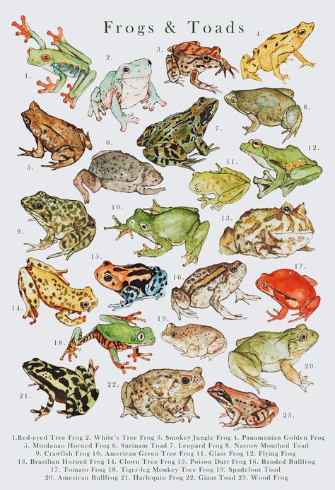 Dimensions:  A4 - 8.3 x 11.7 inches A3 - 11.7 x 16.5 Inches Cool Room Prints, Rainy Cottagecore, Colorful Frogs, Fish Chart, Frog Aesthetic, Pacman Frog, Pig Breeds, Frog Art, Art Folder