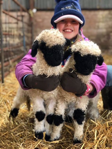 Valois Blacknose Sheep, Backyard Sheep, Baby Doll Sheep, Farm Animal Photos, Black Nose Sheep, Valais Sheep, Mini Sheep, Babydoll Sheep, Blacknose Sheep