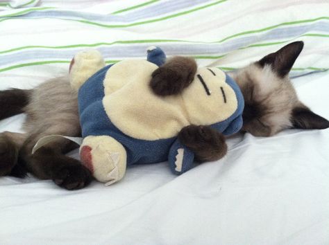 A Snorlax and kitten block your path! Silly Animals, Silly Cats, Sweet Animals, Siamese Cats, Pretty Cats, Adorable Animals, Crazy Cat Lady, 귀여운 동물, Crazy Cats