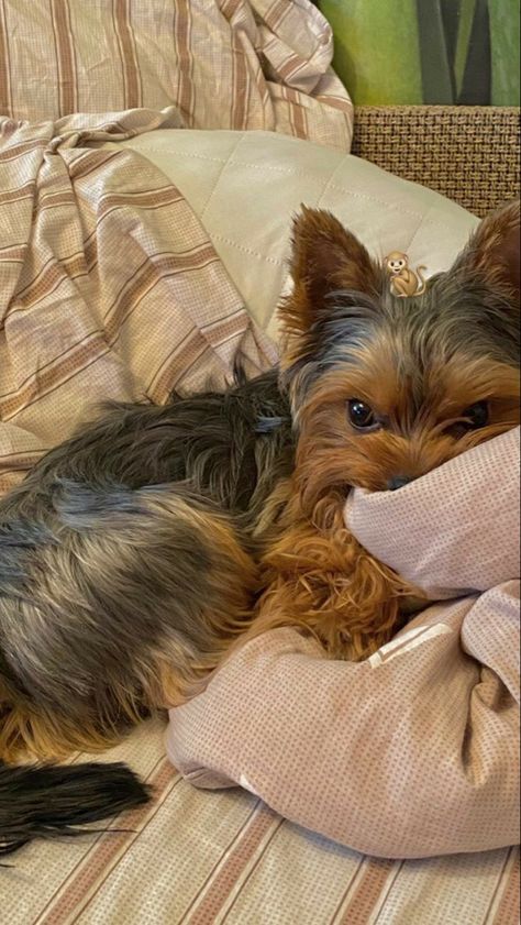 Yorkie Terrier Aesthetic, Funny Dog Pics, Dog Drawing Reference, Yorkie Puppy Care, Funny Dog Quotes, Dogs Quotes, Cute Fluffy Dogs, Cute Small Dogs, Puppy Mom