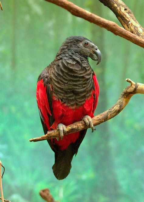 Meet The Famous 'Dracula Parrot' In All Its Glory Dracula Parrot, Black Cockatoo, Creature Fantasy, New Guinea, Exotic Birds, Pretty Birds, Colorful Birds, Birds Of Prey, Bird Watching