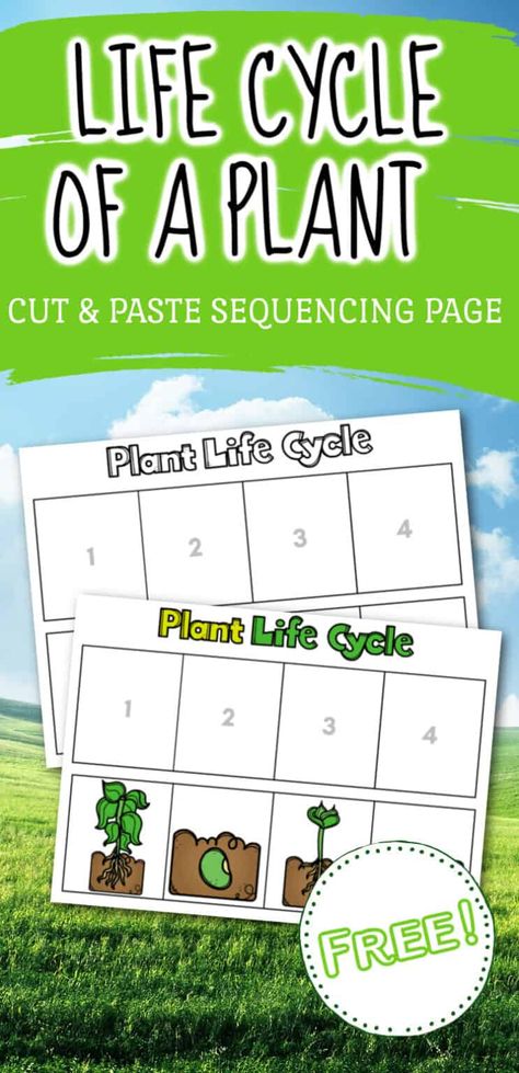 Use this life cycle of a plant worksheet as a review for your preschoolers. It's the perfect addition to your life cycle activities for preschool. Seed Life Cycle Free Printable, Life Cycle Of A Plant Worksheet, Flower Life Cycle Preschool, Life Cycles Preschool Activities, Plant Life Cycle Craft, Seeds Preschool, Plant Worksheet, Plants Life Cycle Activities, Life Cycle Worksheet