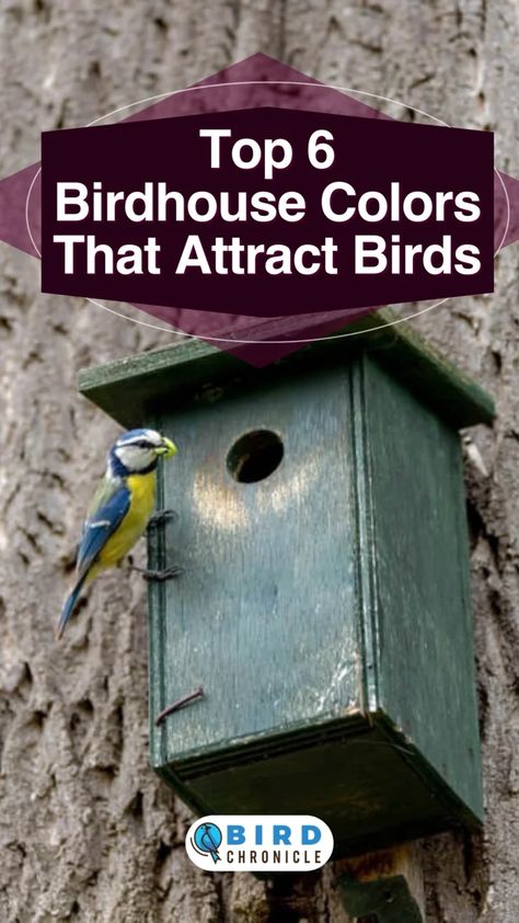 Top 6 Birdhouse Colors That Attract Birds (Choose These!) Bird House Plans Free Diy, Backyard Birds Watching, Bird House Plans Free, Backyard Birds Sanctuary, Backyard Birds Feeders, Homemade Bird Houses, Bird Houses Ideas Diy, Beautiful Birdhouses, Bird House Feeder