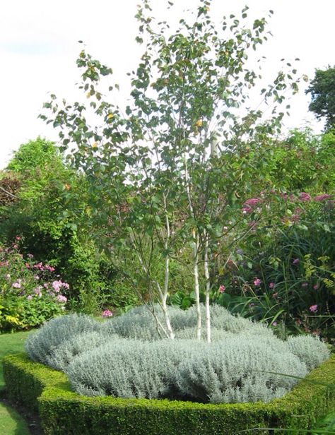 Multi stemmed silver birch Silver Birch Tree, English Garden Design, Landscaping Trees, Seaside Garden, Woodland Plants, Front Gardens, Planting Ideas, Family Garden, Summer Plants