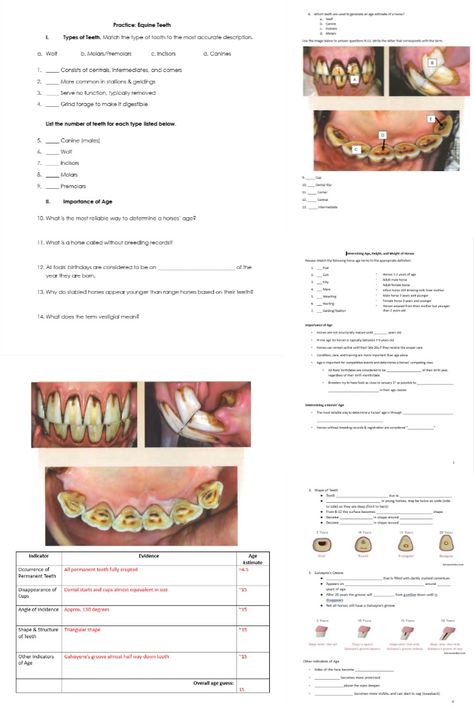 Unlock the essential skills needed for accurate horse care and management with this comprehensive Determining a Horse’s Age, Height, and Weight Unit Bundle! Perfect for Equine Science classes, Agriscience programs, Veterinary Technician, 4H, or homeschool curriculum, this bundle covers everything students need to know about gauging a horse's age through its teeth, measuring height in hands, and calculating weight using weight tapes and formulas. Equine Dentistry, Equine Vet Tech, Equine Science, Vet Tech School, Horse Age, Equine Veterinary, Measuring Height, Weight Calculator, Veterinary Technician
