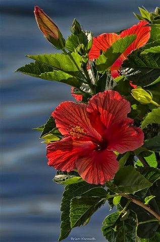 Hibiscus bushes along the back fence? Hibiscus Bush, Indoor Flowering Plants, Hibiscus Plant, Airbrush Art, Beautiful Landscape Wallpaper, Good Morning Flowers, Hibiscus Flowers, Tropical Flowers, Amazing Flowers