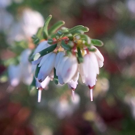 Erica Flower Meaning: Everything You Need To Know Erica Flower, Small Evergreen Shrubs, Flowering House Plants, Flower Meanings, Color Meanings, Late Winter, Evergreen Shrubs, Bright Future, New Journey