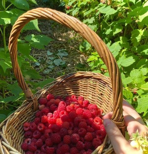 Torte Aesthetic, Aesthetic Strawberry Shortcake, Friends Moodboard, Raspberry Picking, Strawberry Shortcake And Friends, Acedamia Aesthetic, Lime Girl, Raspberry Torte, Aesthetic Strawberry