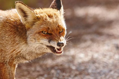 Fox Teeth Reference, Fox Growl, Angry Fox Drawing, Fox Snarling, Fox Screaming, Fox Teeth, Angry Fox, Best Dog Halloween Costumes, Aggressive Animals