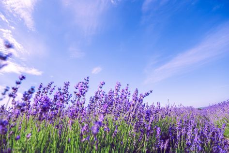 Lavender Landscape, Lavender Field, Flower Flat Lay, Green Grass Background, Facebook Background, Linkedin Background Image, Linkedin Background, Flower Flat, Dried Lavender Flowers