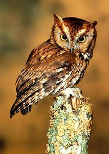 The Eastern Screech Owl is a small, nocturnal, woodland Owl. There are two color morphs, a gray phase and a reddish-brown phase. The Eastern Screech-Owl flies fairly rapidly with a steady wingbeat (about 5 strokes/second). They rarely glide or hover, but may fly with erratic movements, when maneuvering through wooded areas. Their wings are broad and the head is held tucked in giving the bird a stubby appearance when flying. Fingerprint Birds, Tucan Birds, Oragami Birds, Birds Quotes, Audobon Birds, Aesthetic Birds, Kite Bird, Bird Aesthetic, Birds Feeder