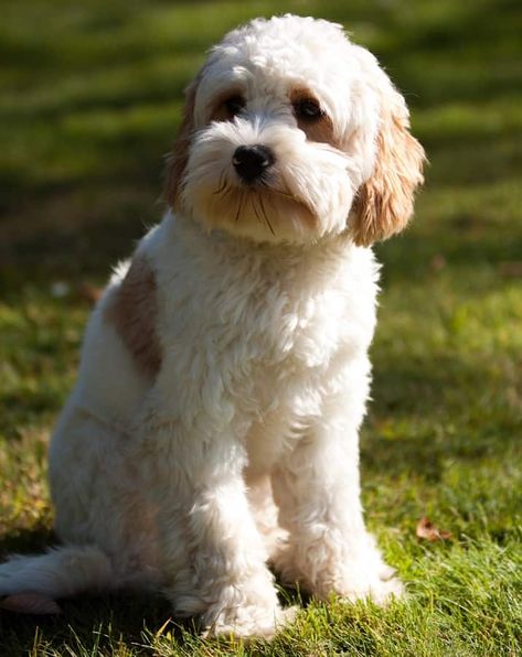 Cavapoo Full Grown Mini, Cavapoo Red And White, Blenheim Cavapoo, Cavachon Grooming Styles, Cavapoo Teddy Bear Haircut, Golden Cavapoo, Teddy Bear Cut Cavapoo, Cavapoo Grooming Styles, Havapoo Haircuts