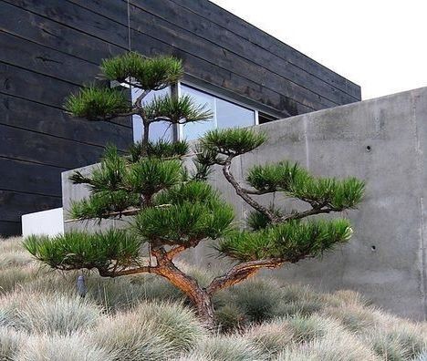 Bonsai Garden Landscaping, Japanese Pine Tree, Modern Japanese Garden Landscapes, Japanese Black Pine Tree, Forest Bonsai Style, Black Pine Tree, Black Pine Bonsai, Bonsai Tree Pine, Modern Japanese Garden