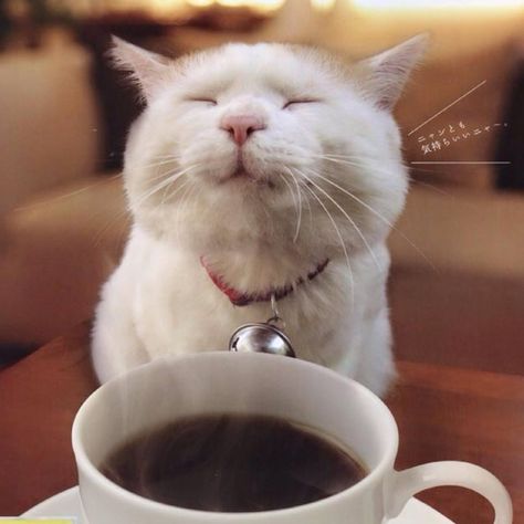 Coffee Meme, Coffee Talk, Coffee Obsession, Coffee Is Life, Good Morning Coffee, A Cup Of Coffee, Coffee Coffee, Cat Coffee, Coffee Love