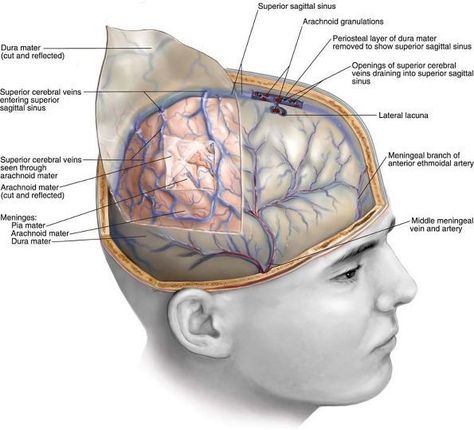 Meninges Of Brain, Neurosurgery Study, Brain Anatomy And Function, Basic Anatomy, Brain Tumors, Basic Anatomy And Physiology, Brain Anatomy, Anatomy And Physiology, Cavities