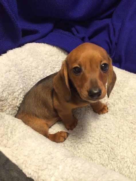 Red Dachshund Puppy, Mini Duchound, Miniature Dash Hound, Minature Daschund Puppies, Mini Weiner Dog, Red Miniature Dachshund, Wholesome Dog, Big Dogs Breeds, Red Dachshund